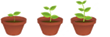 growing plants