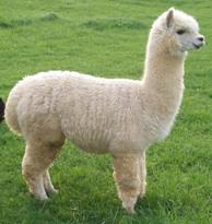 http://peacefulheartalpacas.com/wp-content/uploads/2011/08/Maximus-May-2011.jpg#alpaca%201130x1194