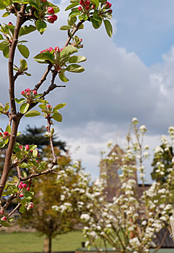 flowers and st nicholas church