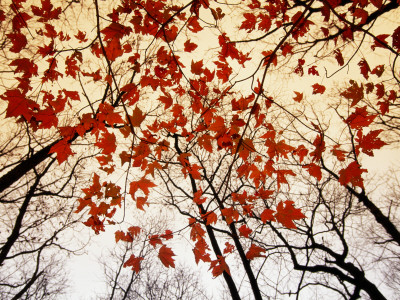 Bare Branches and Red Maple Leaves Growing Alongside the Highway